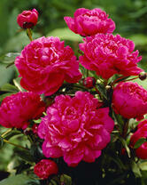 Без бренда «2KMB-4036» в Архангельске 