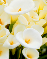 Без бренда «Белые каллы» в Архангельске 