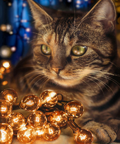 Без бренда «2KXSB-0678» в Архангельске 