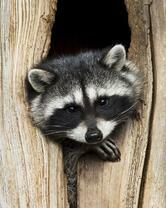 Без бренда «Енот в дупле» в Архангельске 