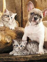 Без бренда «Милый щенок французского бульдога и два котёнка» в Архангельске 