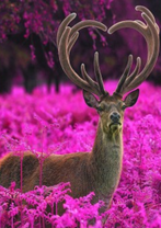 Олень среди ярких малиновых цветов