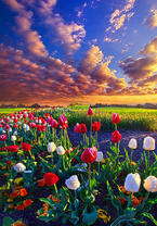 Без бренда «Поле тюльпанов под облачным небом» в Архангельске 